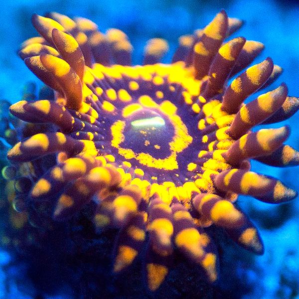 WWC Spellbinder Zoanthids