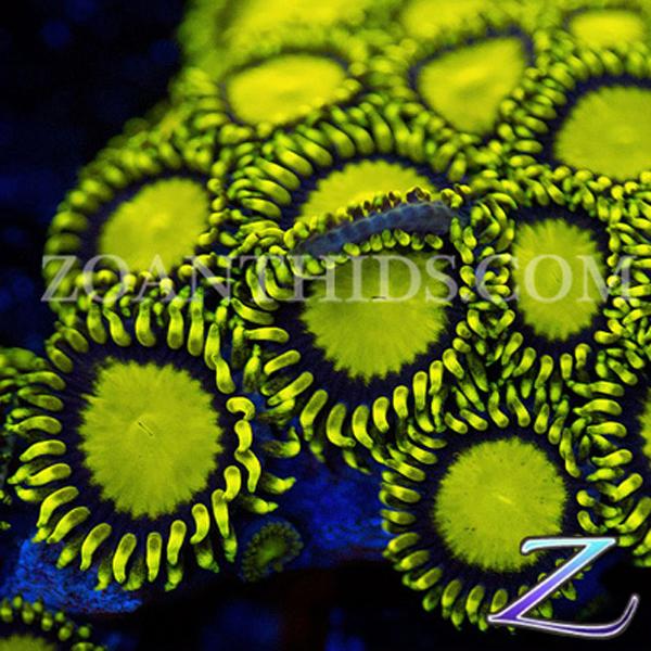 WWC Sundrops Zoanthids
