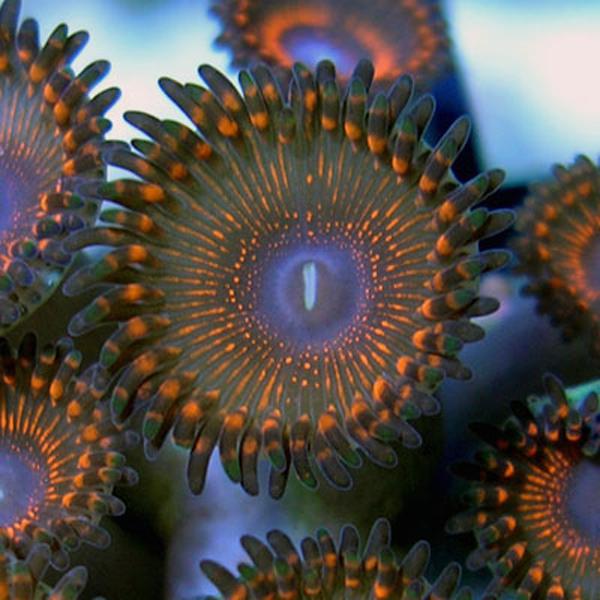 Xenon Zoanthids