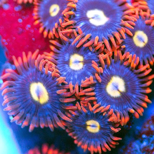Yeller Zoanthids