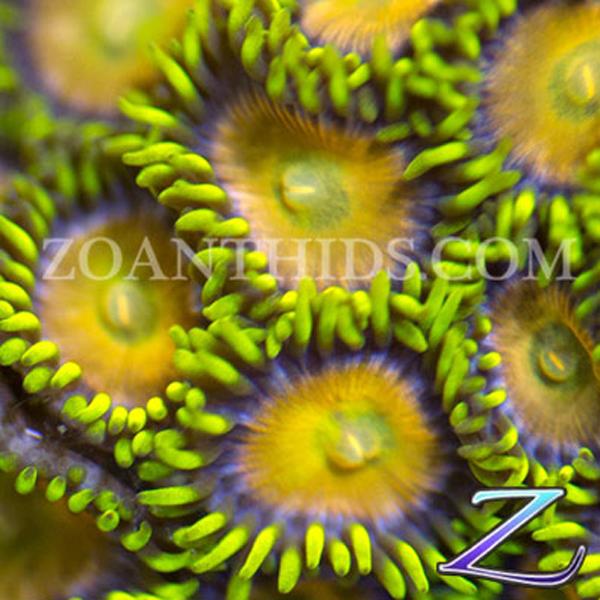 Yellow Brick Road Zoanthids