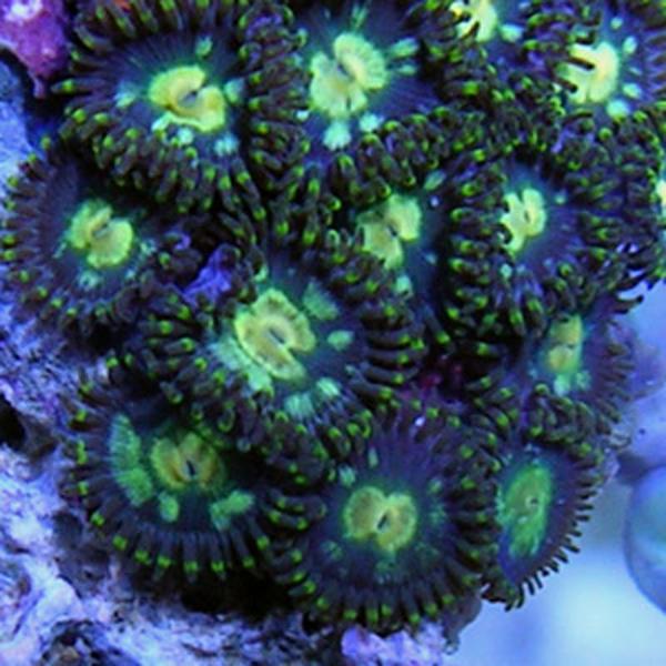 Yellow Dalmatian Zoanthids
