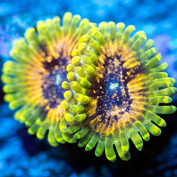 Yellow Hallucination Zoanthids
