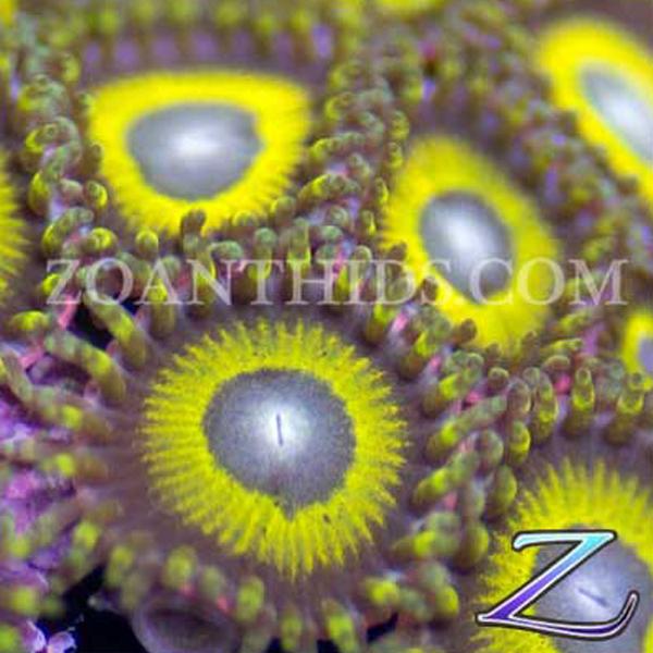 Yellow Jacket Zoanthids