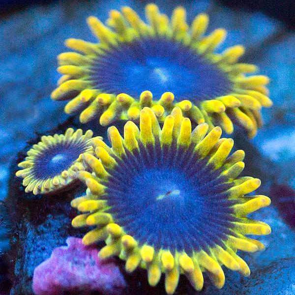 Yellow Lunar Zoanthids