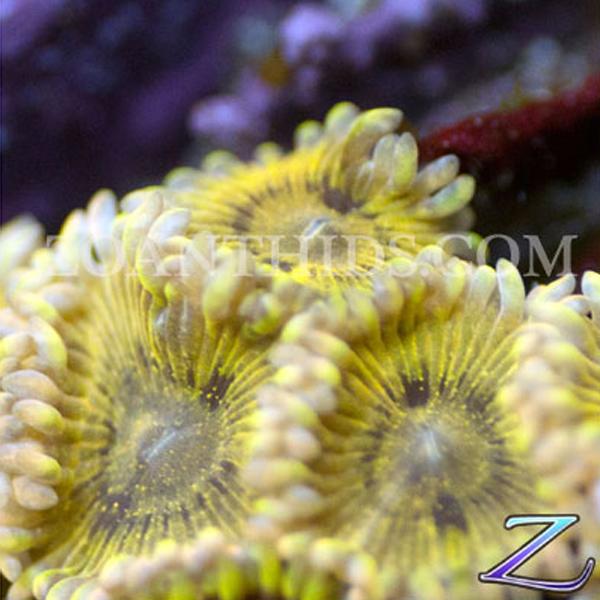 Yellow Massacres Zoanthids