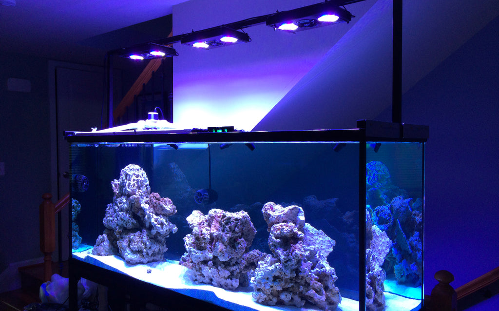 A closer look at Hybrid Tuned Metal Halide Lighting For Reef Tanks