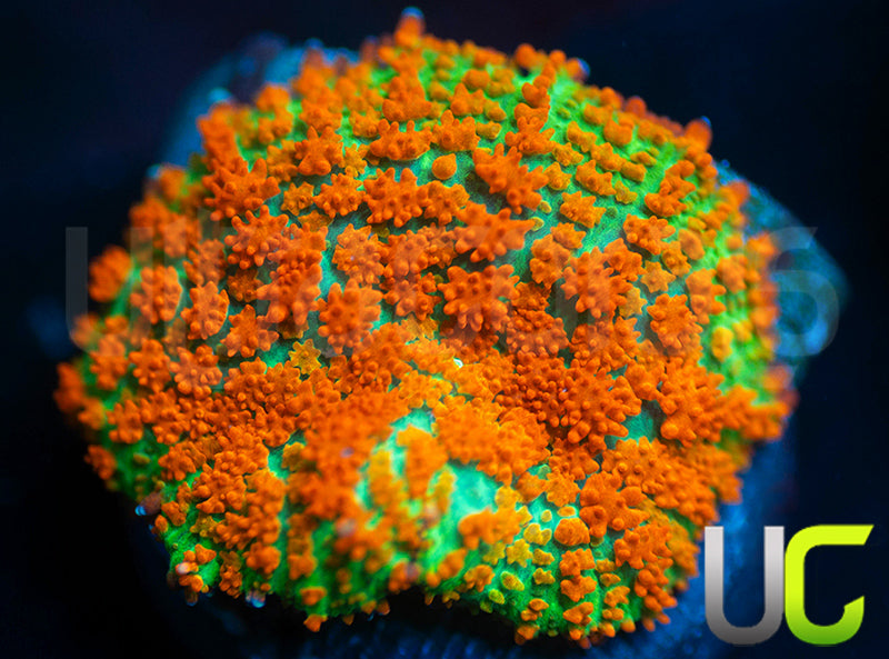 UC Flaming Jade Mushroom