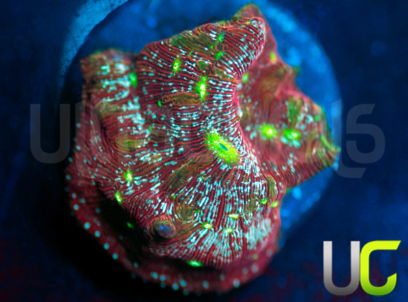 UC Red Devil Lepto