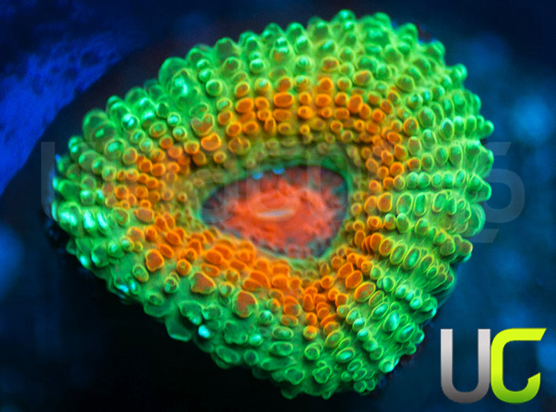UC Bridesmaid Micro Amakusensis