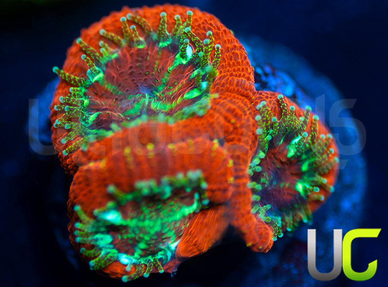 Dragon Slayer Micro Amakusensis