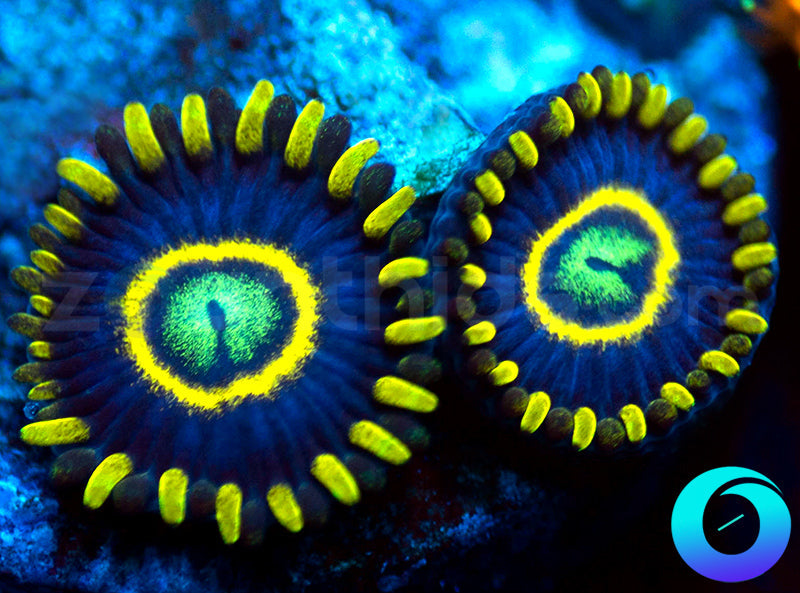 Blue Hornets