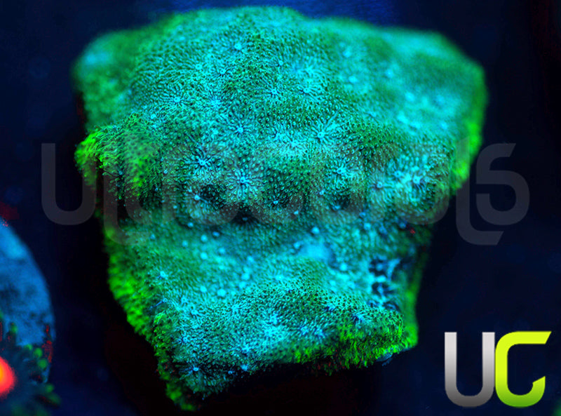 UC Toxic Constellation Psammocora