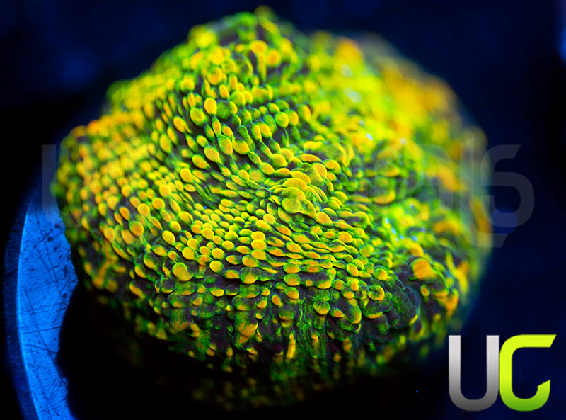 WWC Stellaria Chalice