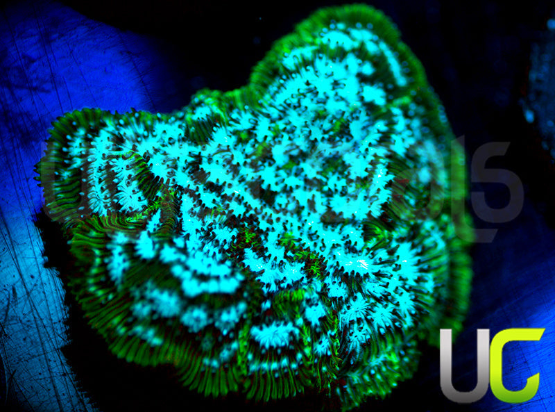 UC Electro Lepto