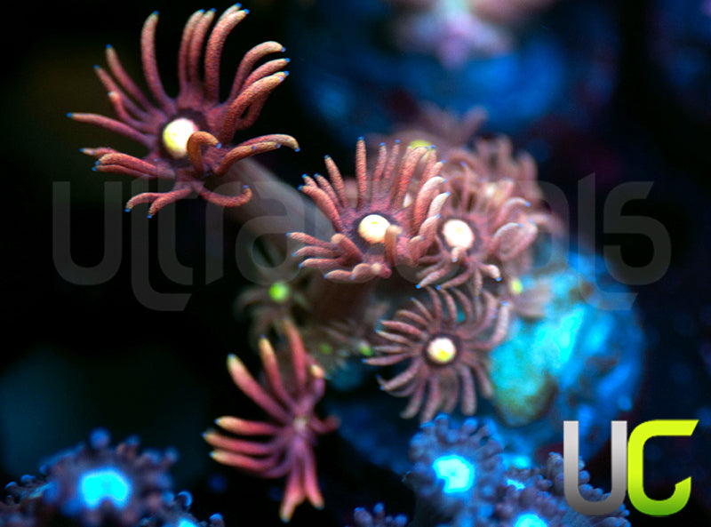 UC Headmaster Goni