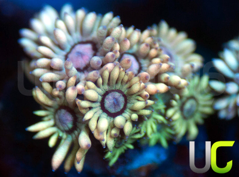 UC Rainbow Aurora Goni