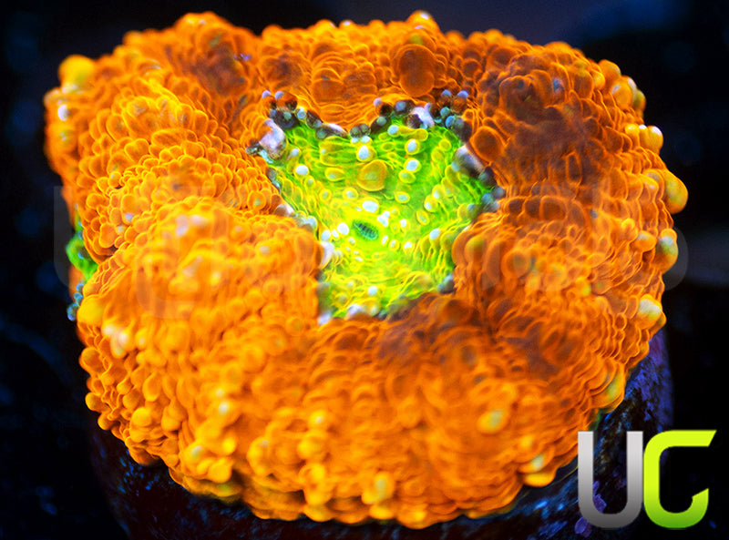 OG Pumpkin Patch Acan Echinata