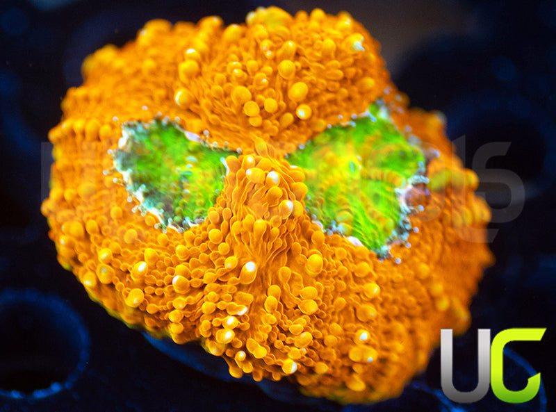 OG Pumpkin Patch Acan Echinata