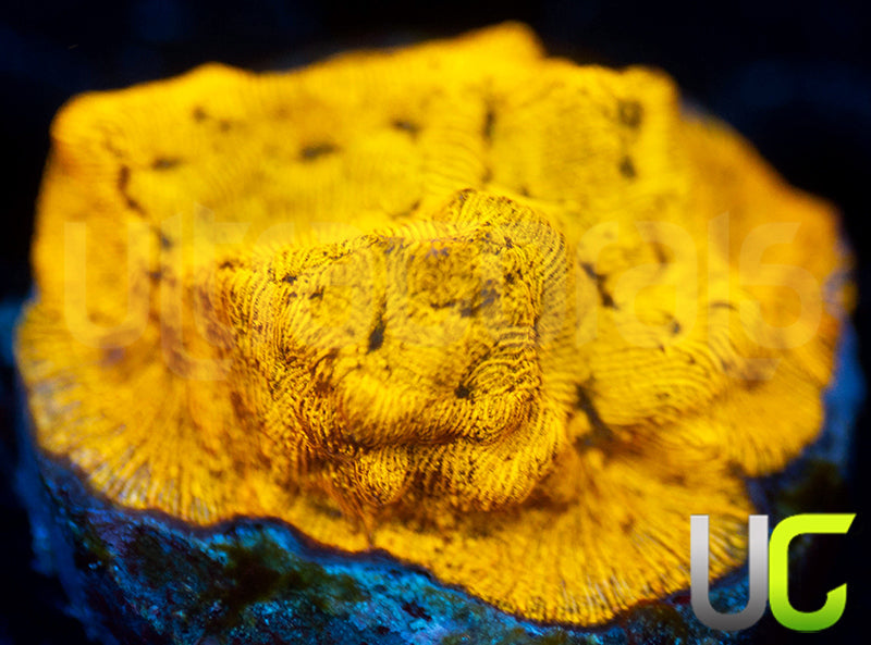 UC Golden Dragon Lepto