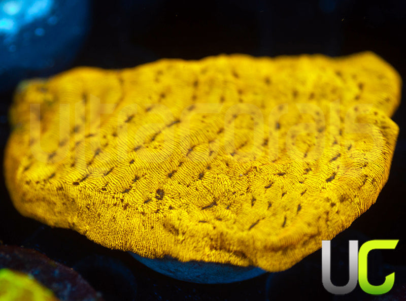 UC Golden Dragon Lepto