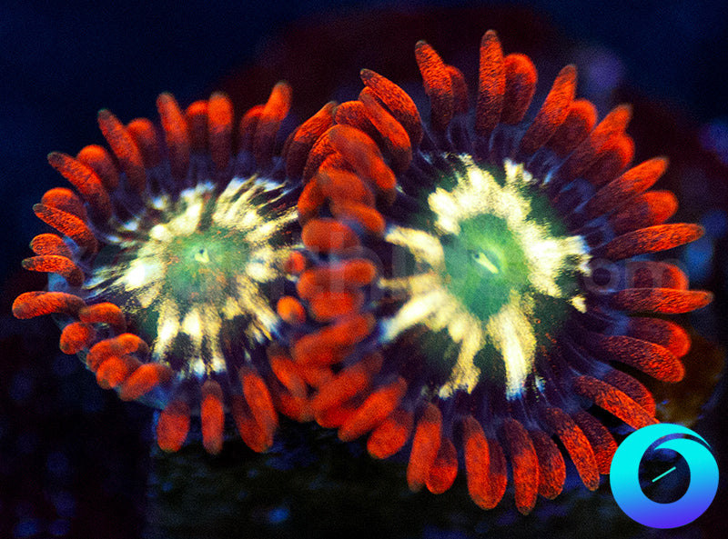 Flaming Fireballs