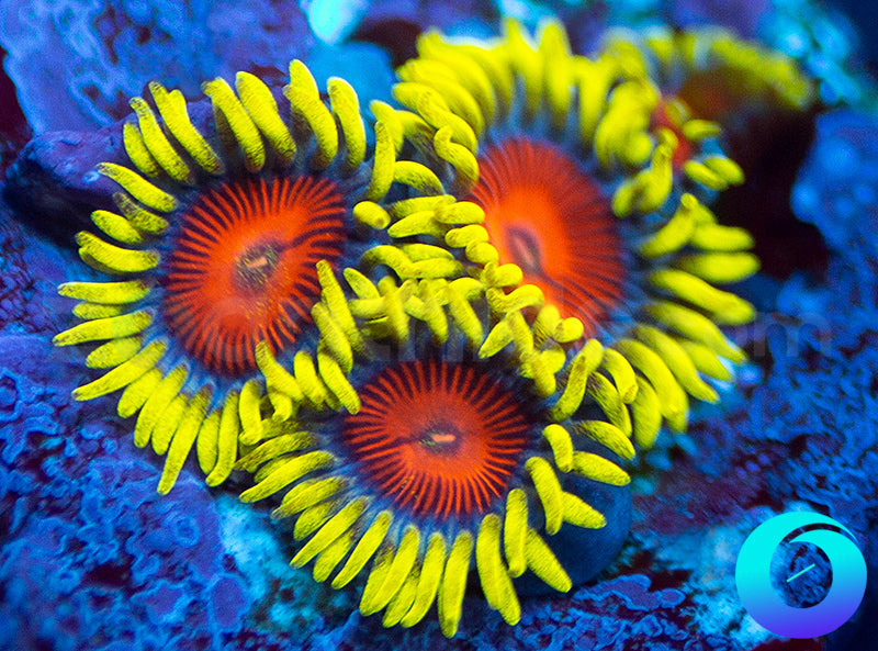 Electric Shocktopus