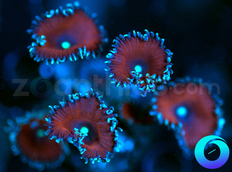 Purple Death Protos