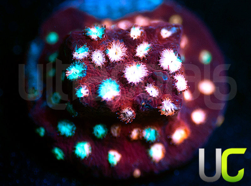 JF Fender Bender Cyphastrea