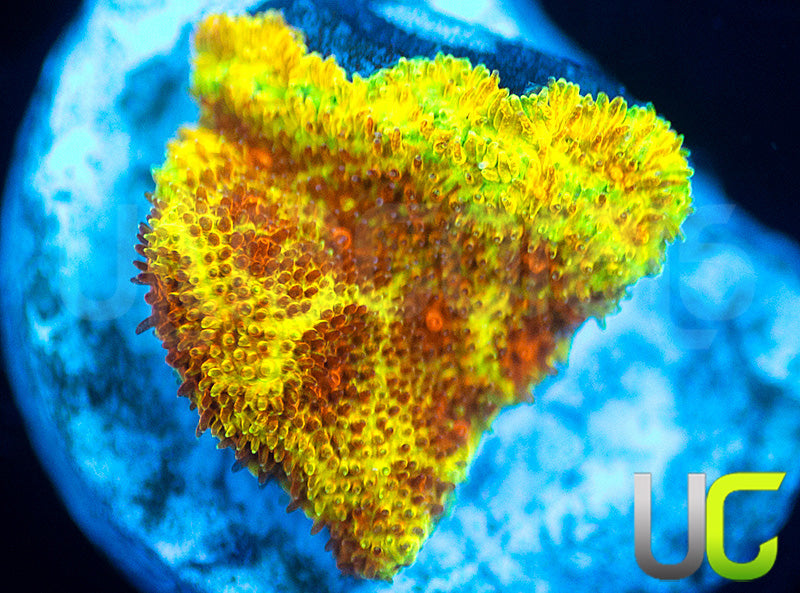 UC Wicked Ridge Psammocora