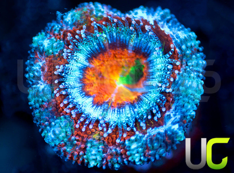 UC Rainbow Hijinks Micro Lord