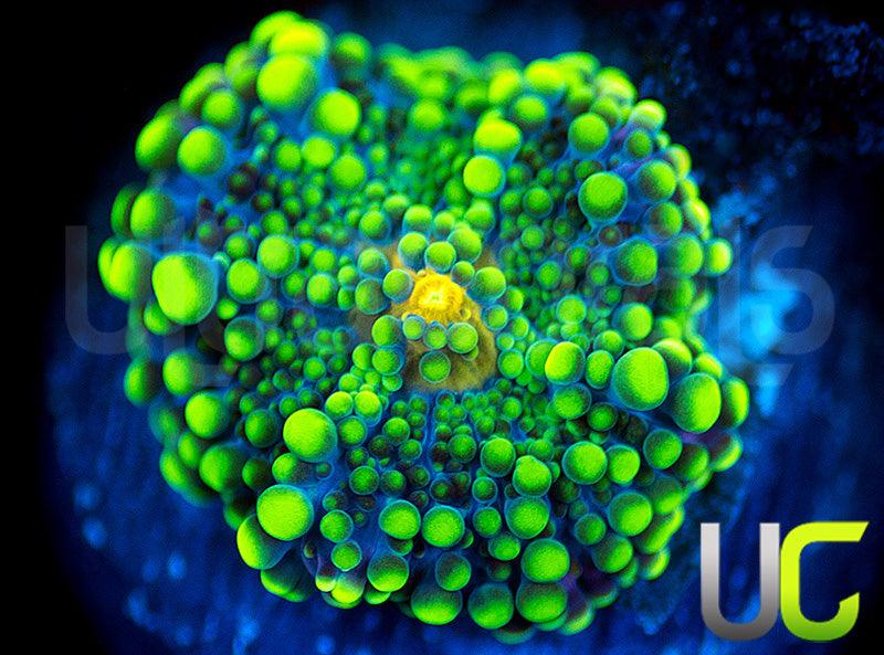 UC Green Lantern Yuma Ricordea