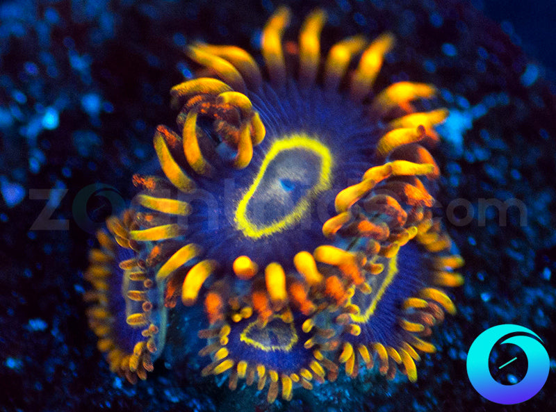 Rainbow Hornets
