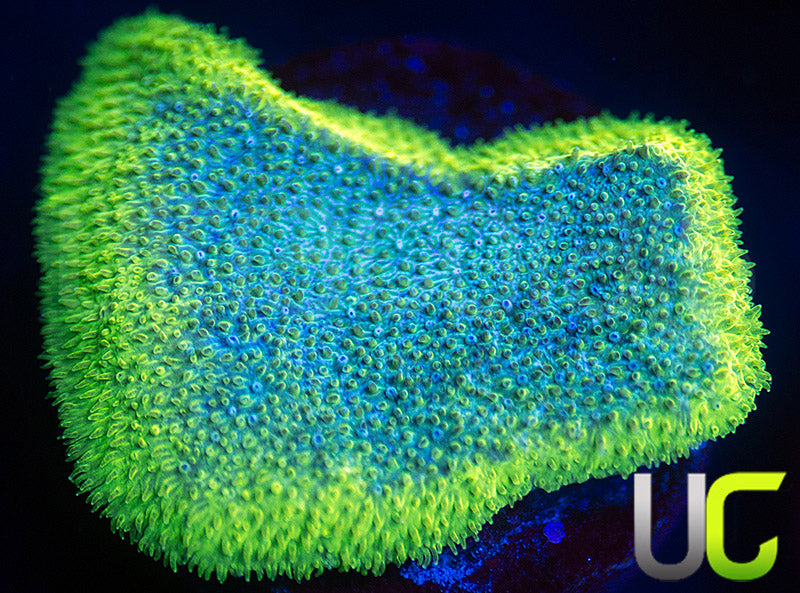 UC Blue Haze Psammocora