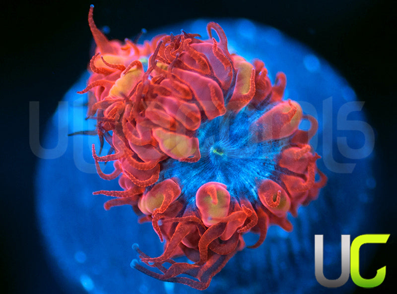 UC Blue Raven Blastos