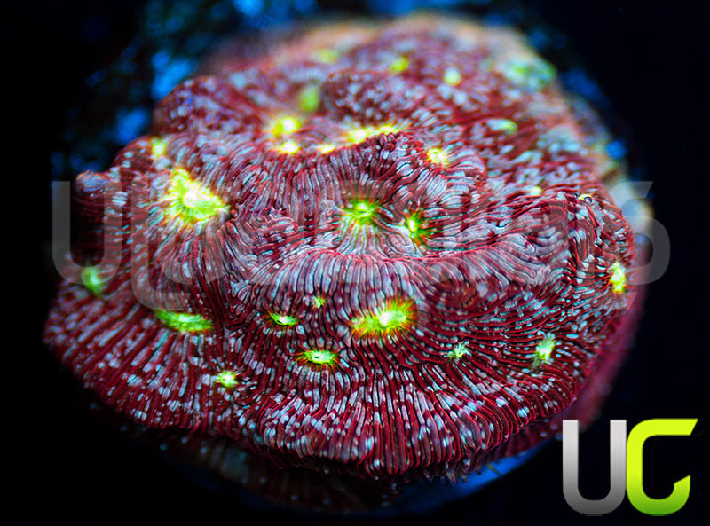 UC Red Devil Lepto