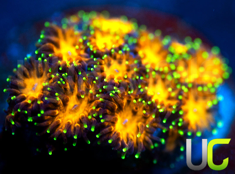 UC Lightning Tip Leptastrea