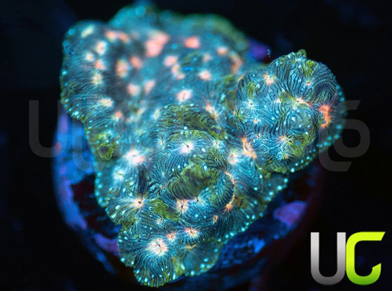 UC Plutonium Lepto