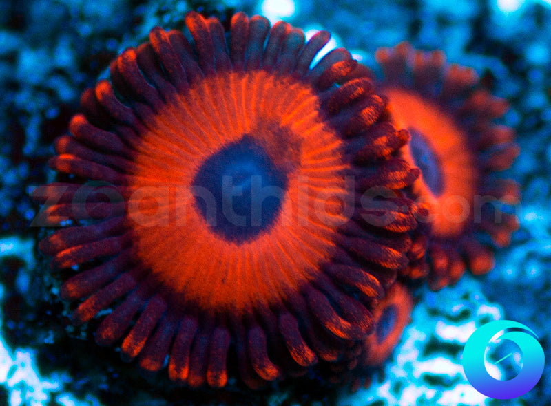 Kedds Reds