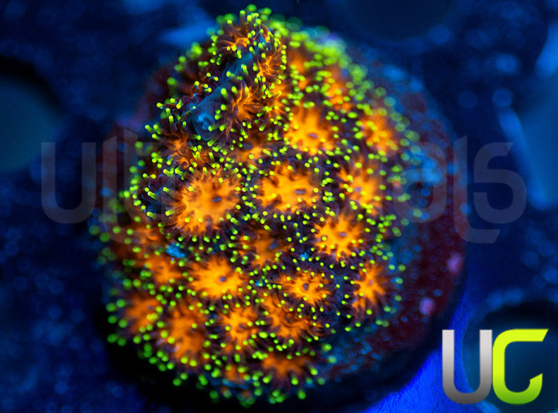 UC Lightning Tip Leptastrea