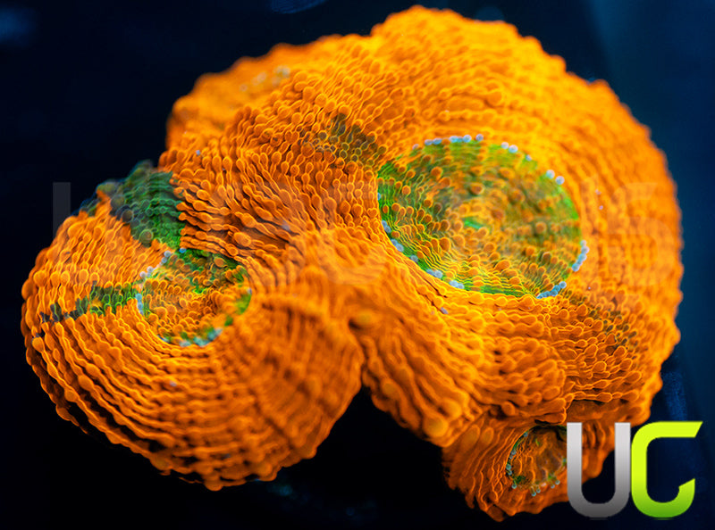 Pumpkin Patch Acan Echinata