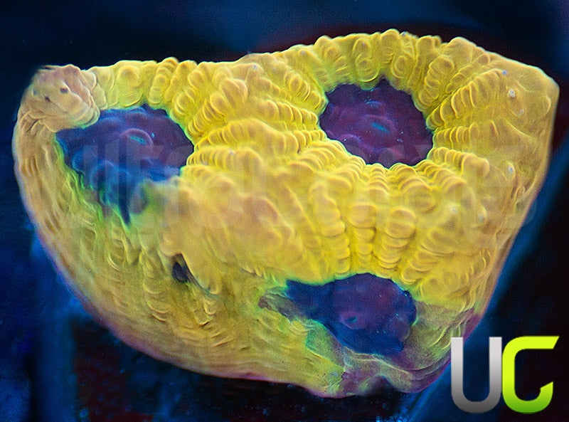 UC Mamba Jamba Favites