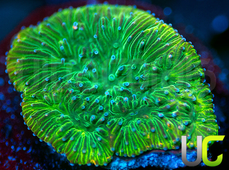 UC Headless Horseman Lepto