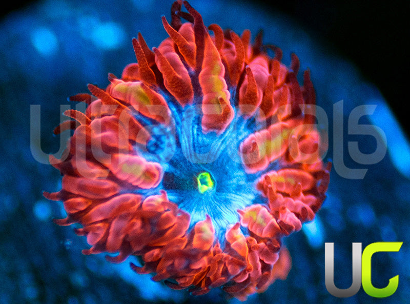 UC Blue Raven Blasto