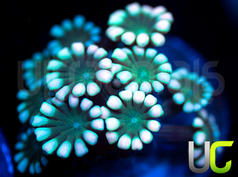UC Black Alveopora