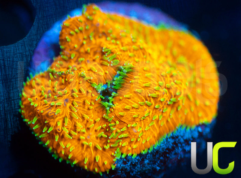 UC Fuzzy Navel Litho
