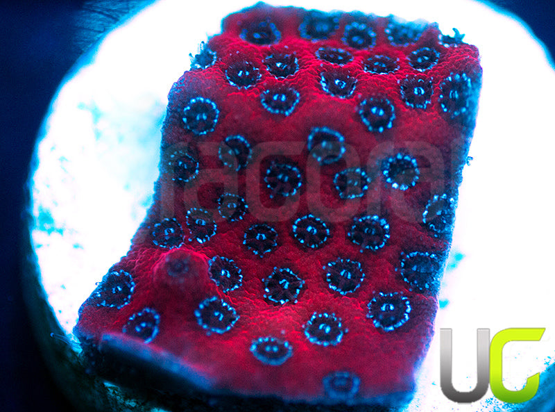 Darth Maul Porites