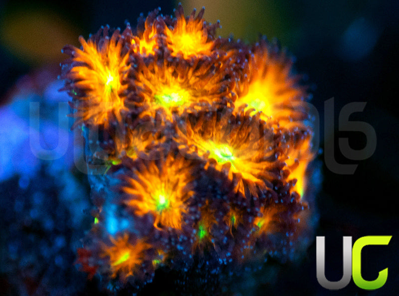 UC Dragon Ball Z Leptastrea
