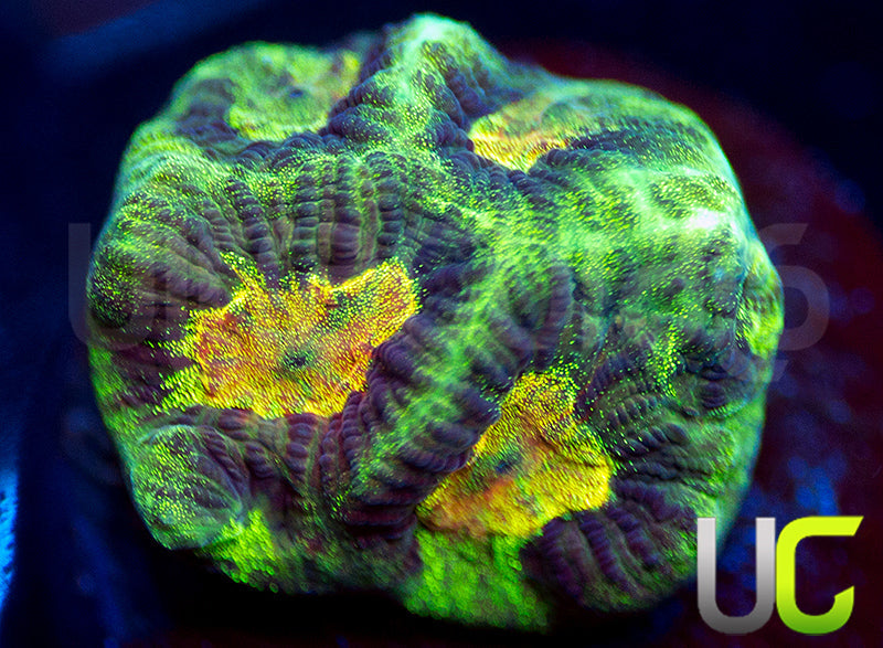 UC Prism Platy