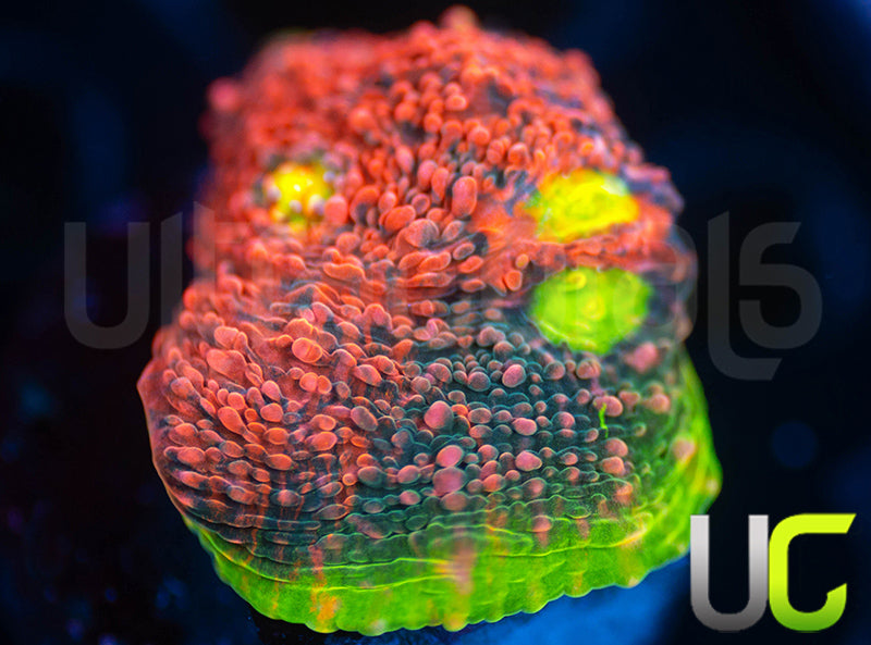 Ultra Watermelon Chalice